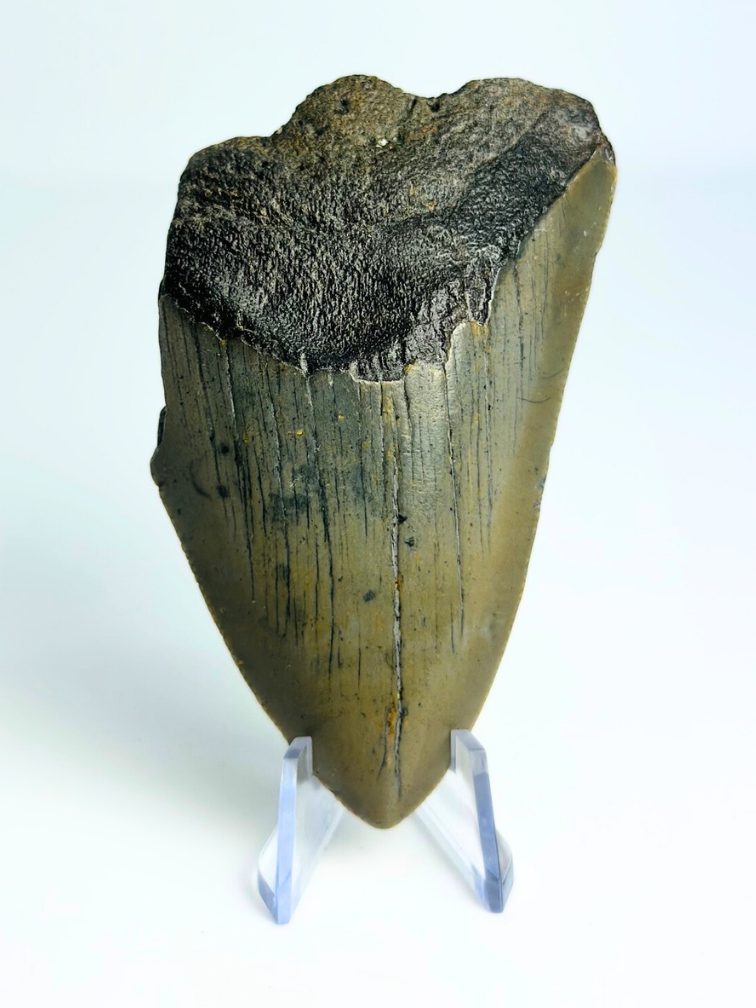 Dente di megalodonte "The Shiver" (USA) - 8 cm