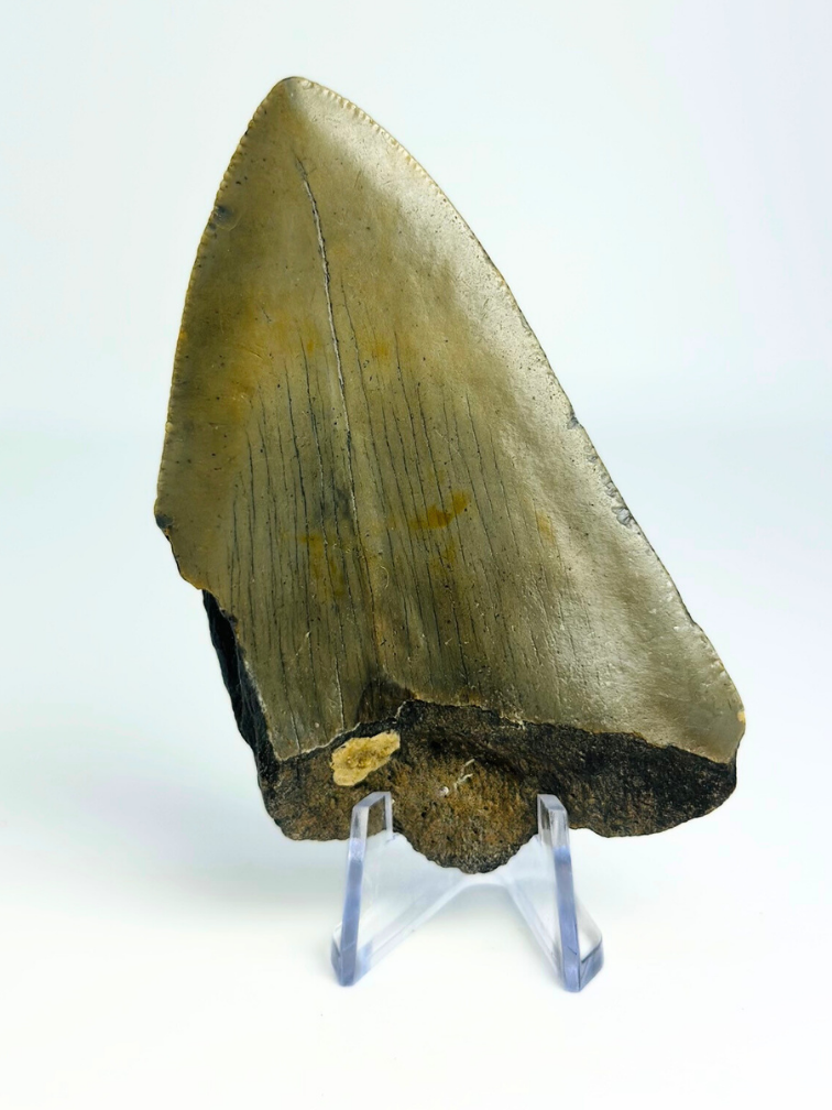 Dente di megalodonte "The Shiver" (USA) - 8 cm