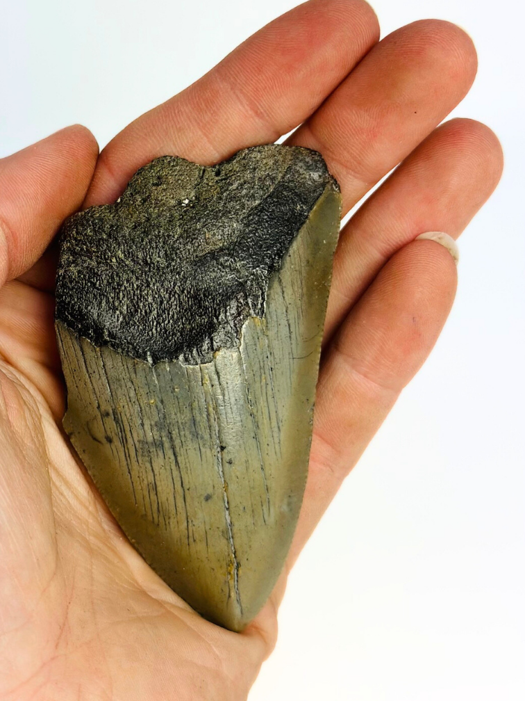 Diente de Megalodon "The Shiver" (US) - 8 cm