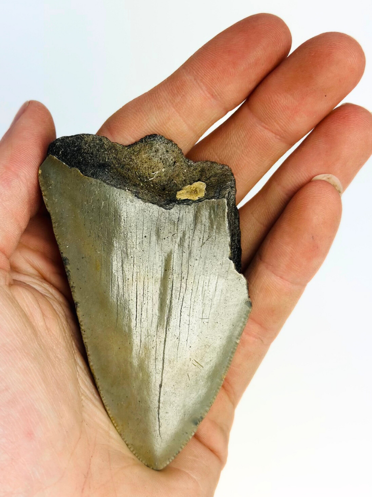 Dente di megalodonte "The Shiver" (USA) - 8 cm