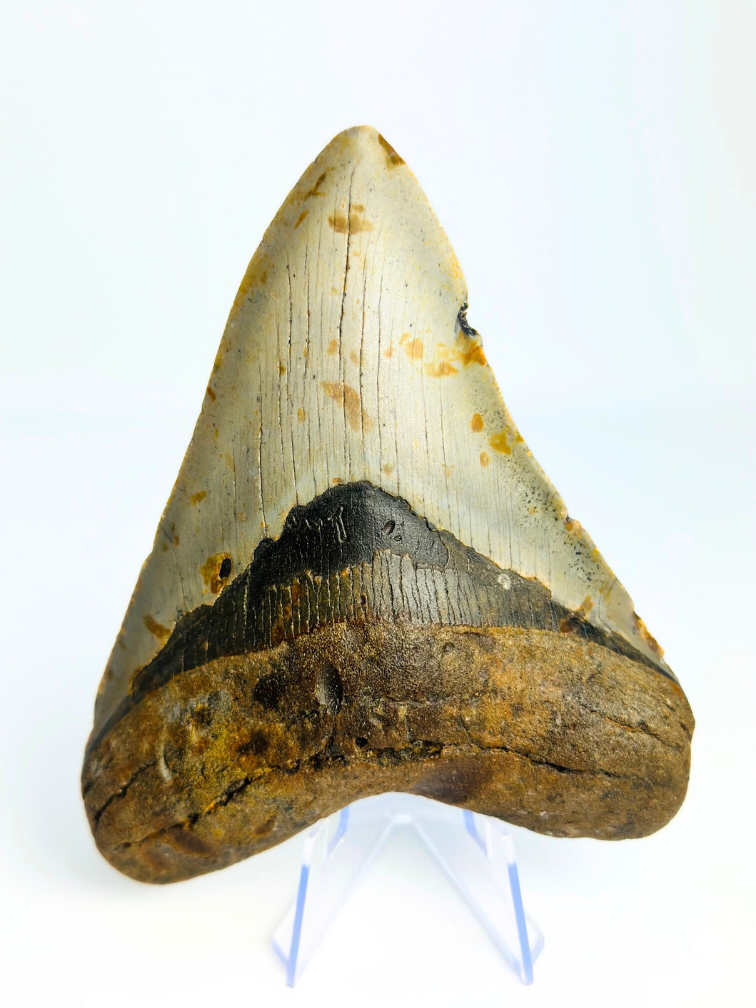 Megalodon tand 'Paladin's Grace' (VS) - 12,4 cm