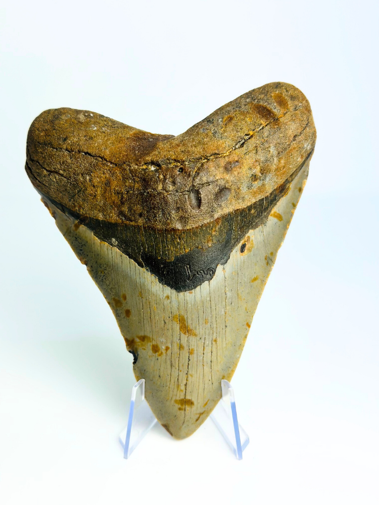 Dent de Megalodon "Paladin's Grace" (US) - 12,4 cm