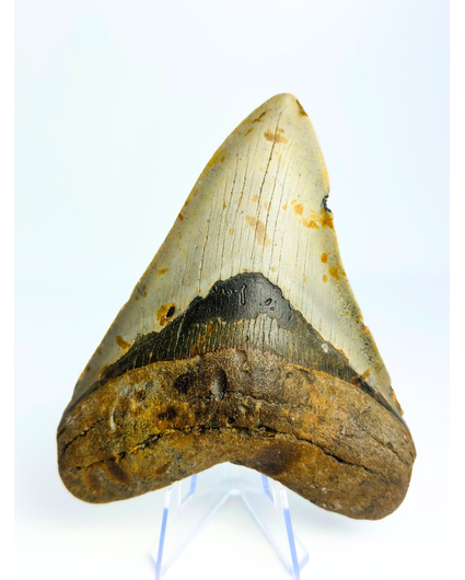 Dente di Megalodon 'Paladin's Grace' (USA) - 12,4 cm