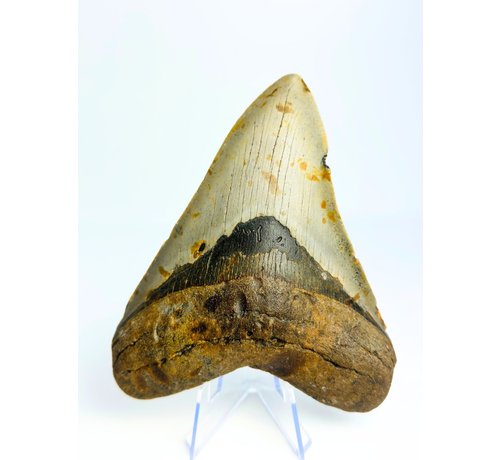Megalodon tooth 'Paladin's Grace' (US) - 12,4 cm