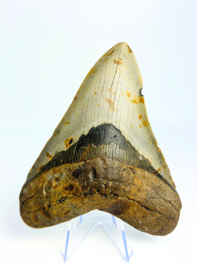 Megalodon tooth 'Paladin's Grace' (US) - 12,4 cm
