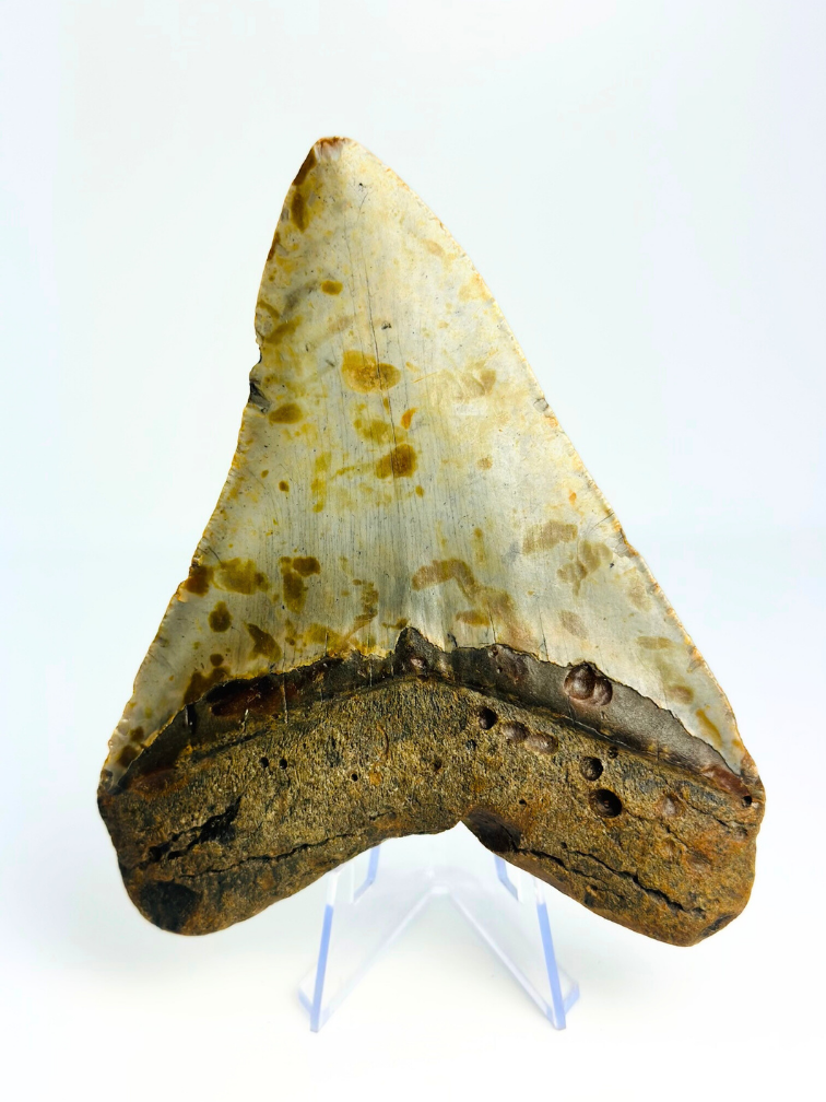 Dent de Megalodon "Paladin's Grace" (US) - 12,4 cm