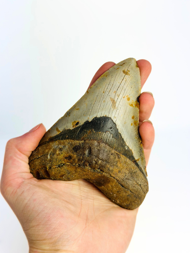 Dent de Megalodon "Paladin's Grace" (US) - 12,4 cm