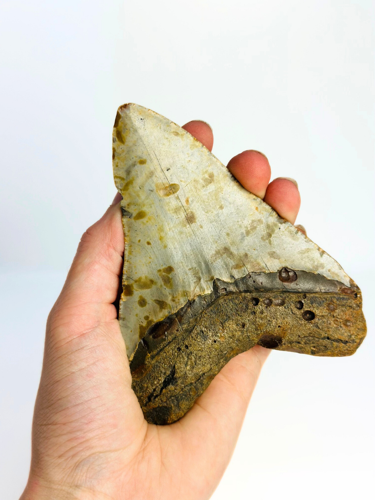 Megalodon tooth 'Paladin's Grace' (US) - 12,4 cm