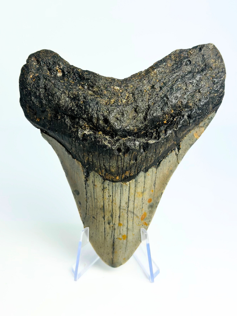 Megalodon tand 'The Spotted' (VS) - 12 cm