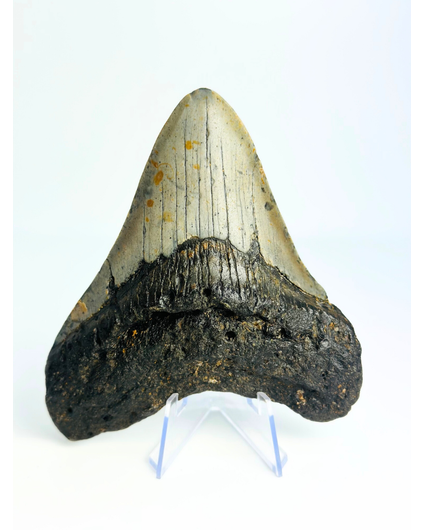 Dent de Megalodon "The Spotted" (US) - 12 cm