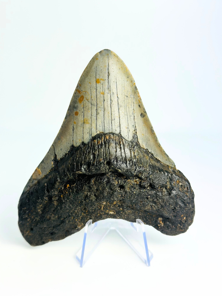 Megalodon tooth 'The Spotted' (US) - 12 cm