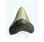Megalodon tand 'The Spotted'  (VS) - 12 cm