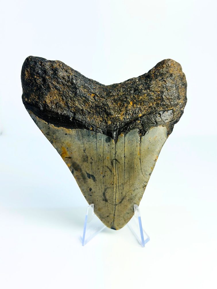 Megalodon tand 'The Spotted' (VS) - 12 cm