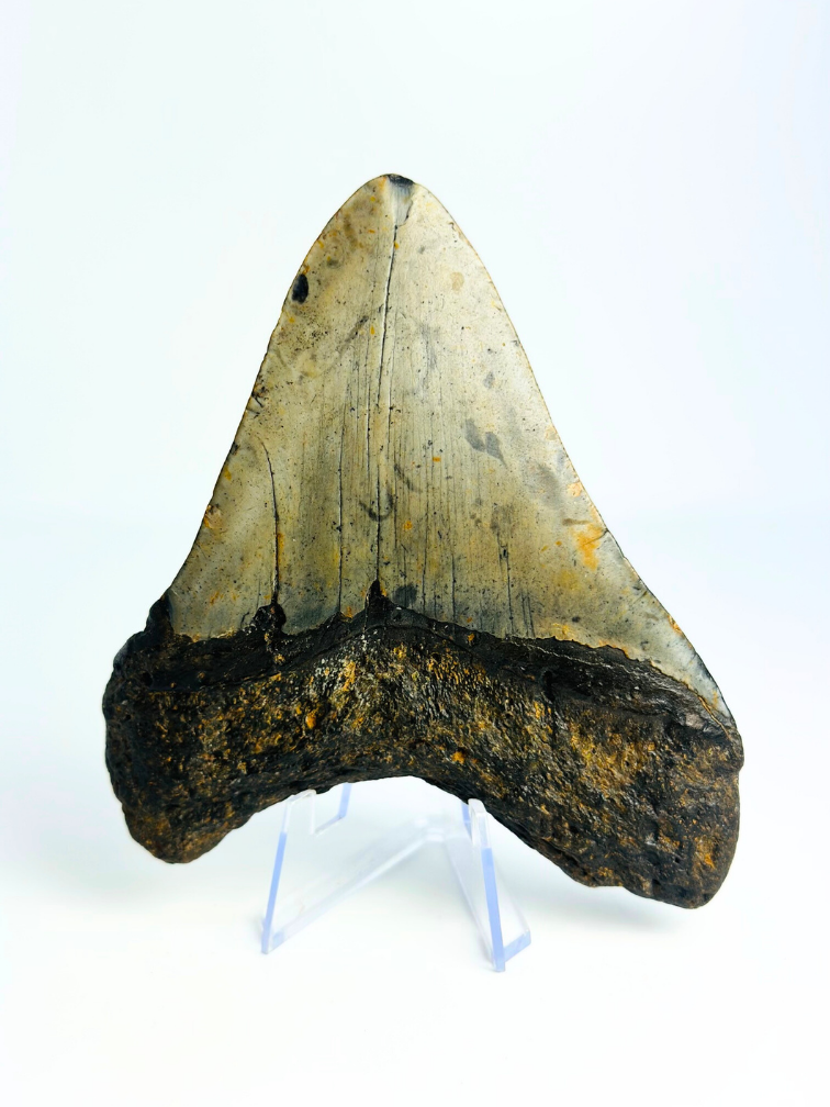 Megalodon tand 'The Spotted' (VS) - 12 cm