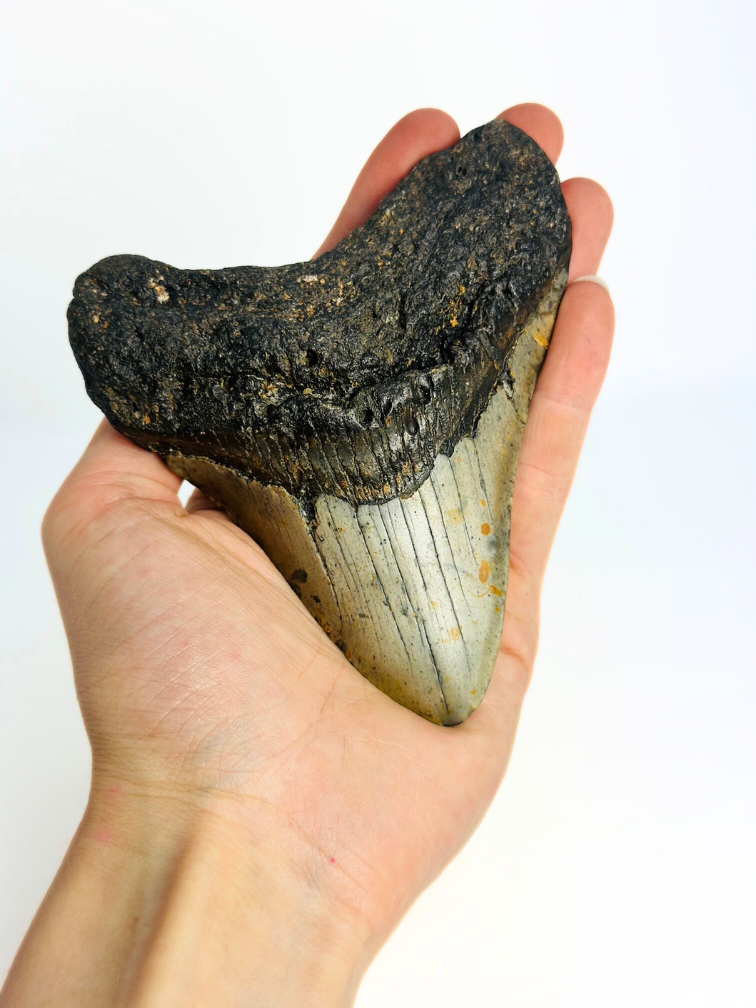 Megalodon tand 'The Spotted' (VS) - 12 cm