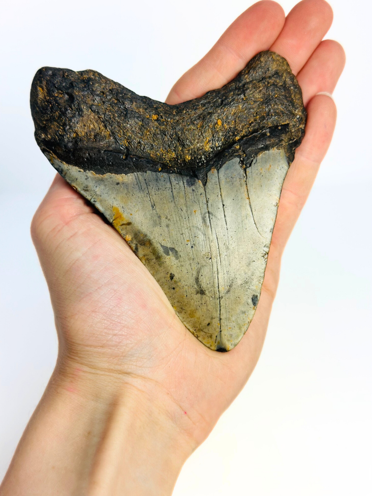 Megalodon tand 'The Spotted' (VS) - 12 cm