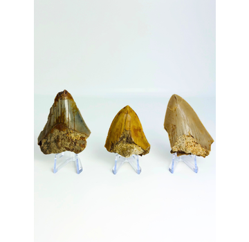 Satz von 3 Megalodon-Zähnen - „Trio of Justice“ - (US) - Größter Zahn = 6,4 cm