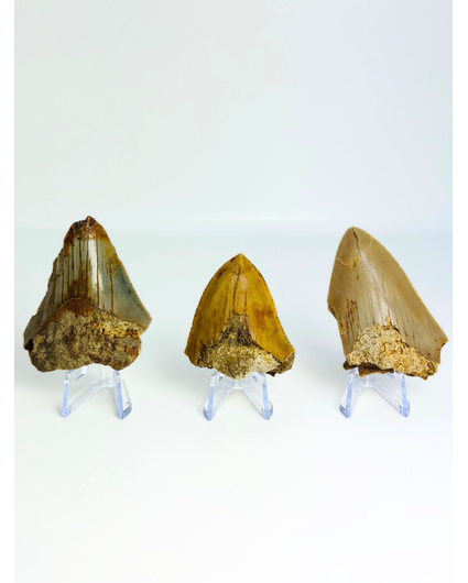 Satz von 3 Megalodon-Zähnen - „Trio of Justice“ - (US) - Größter Zahn = 6,4 cm