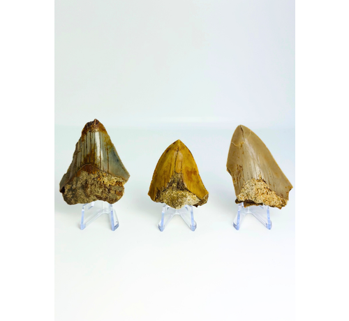 Set van 3 Megalodon tanden - "Trio of Justice" - (VS) - Grootste tand = 6,4 cm