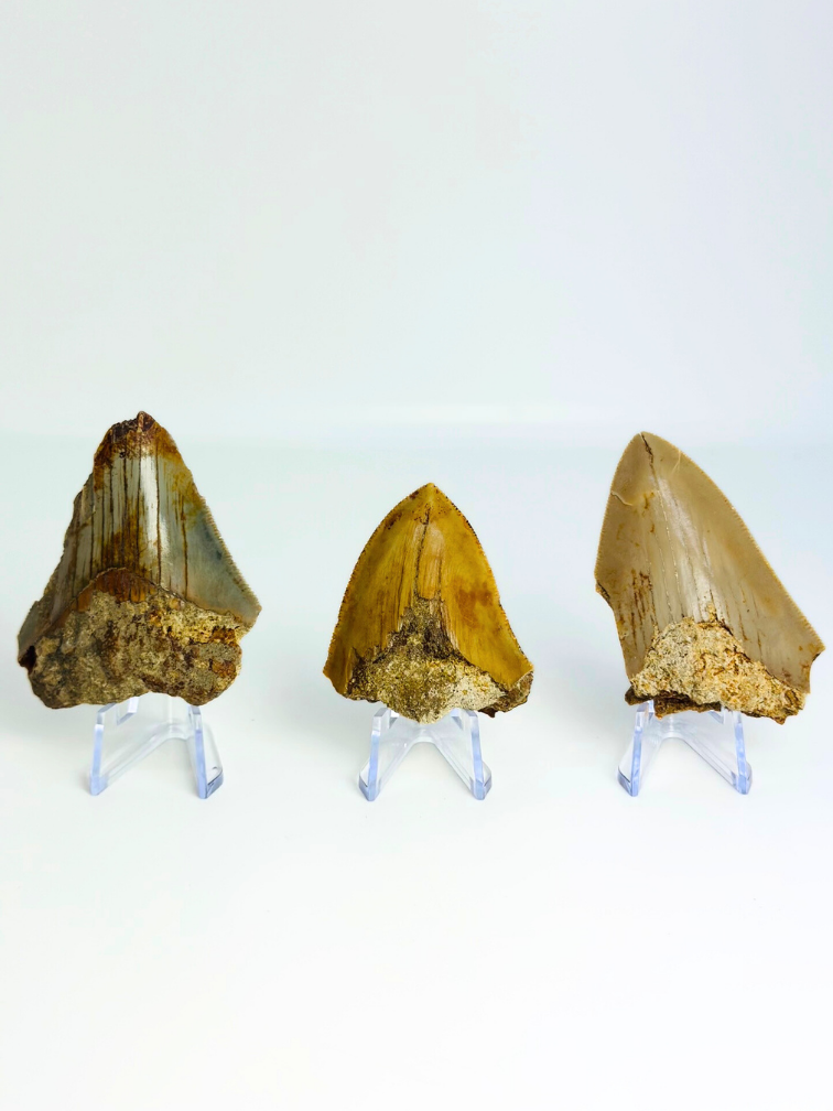 Set di 3 denti di Megalodon - “Trio della giustizia” - (USA) - Dente più grande = 6,4 cm