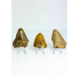 Set van 3 Megalodon tanden - "Trio of Justice" - (VS) - Grootste tand = 6,4 cm