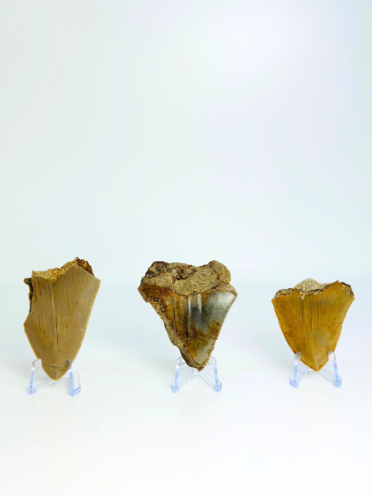 Juego de 3 dientes de Megalodon - «Trio of Justice» - (US) - Diente más grande = 6,4 cm