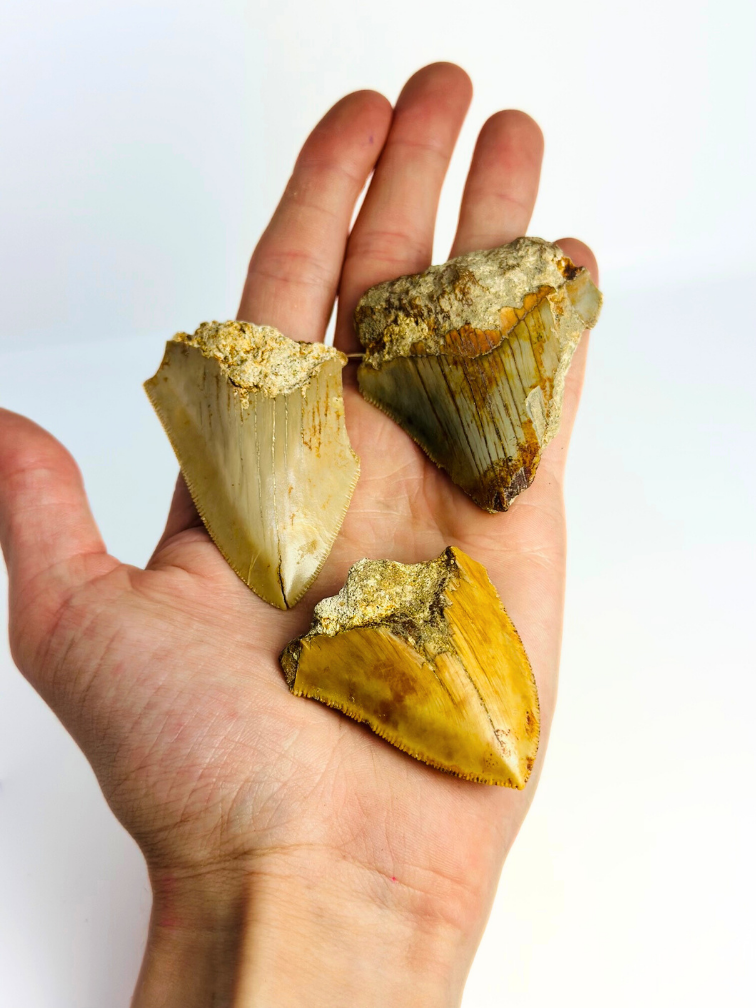 Juego de 3 dientes de Megalodon - «Trio of Justice» - (US) - Diente más grande = 6,4 cm