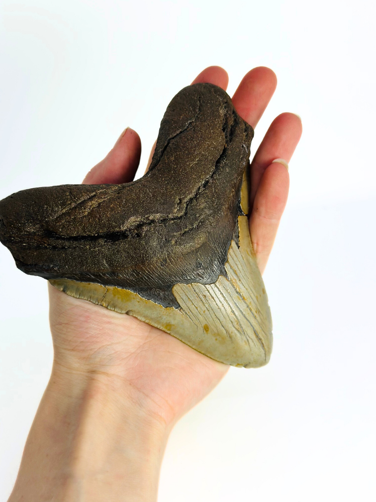 Megalodon-Zahn "Monster of Sands" (US) - 13,8 cm