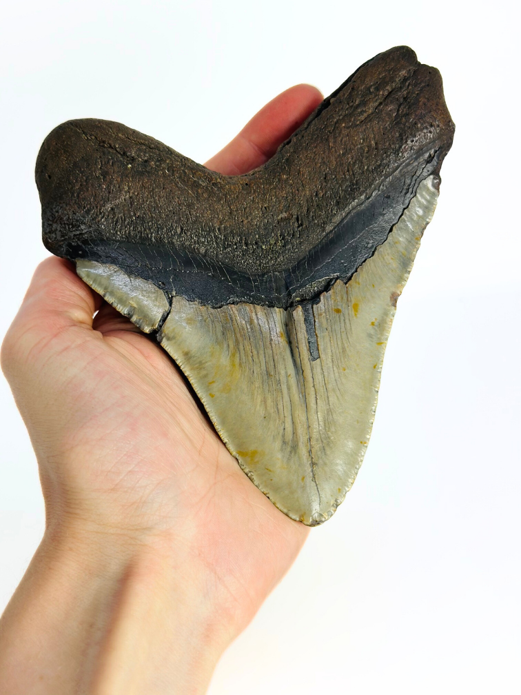 Megalodon-Zahn "Monster of Sands" (US) - 13,8 cm