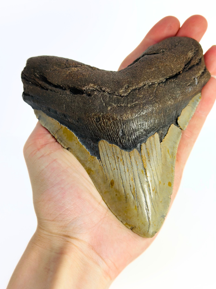 Megalodon tand "Monster of Sands" (VS) - 13,8 cm
