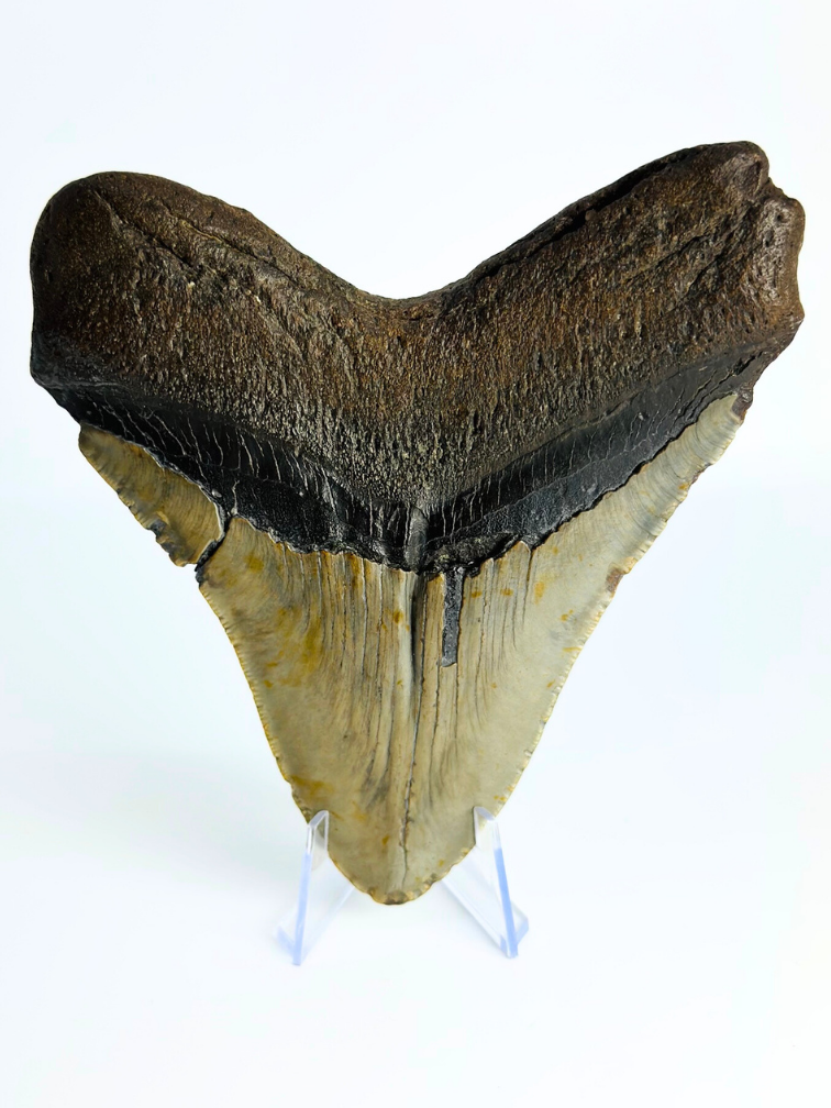 Megalodon tooth "Monster of Sands" (US) - 13,8 cm