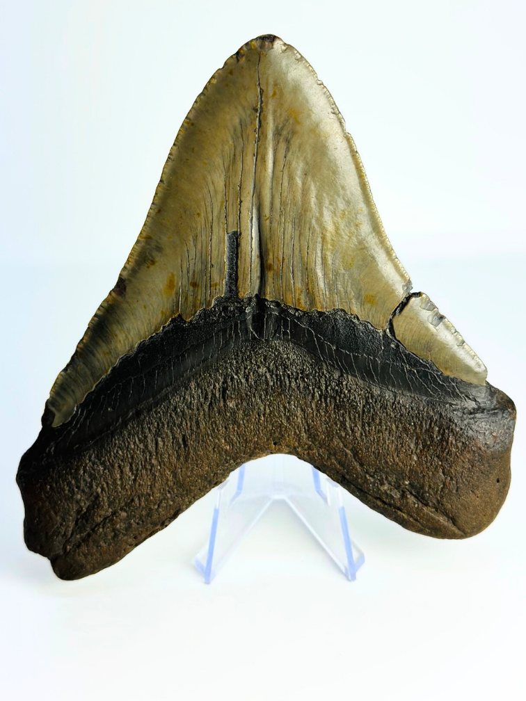 Diente de Megalodon "Monster of Sands" (US) - 13,8 cm