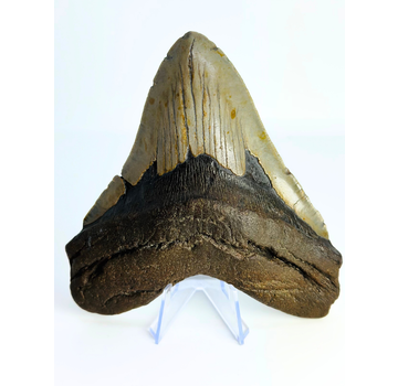 Dente di Megalodon "Monster of Sands" (USA) - 13,8 cm