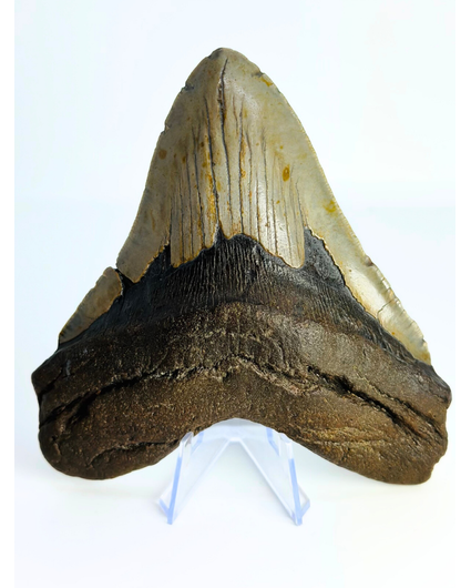 Dente di Megalodon "Monster of Sands" (USA) - 13,8 cm