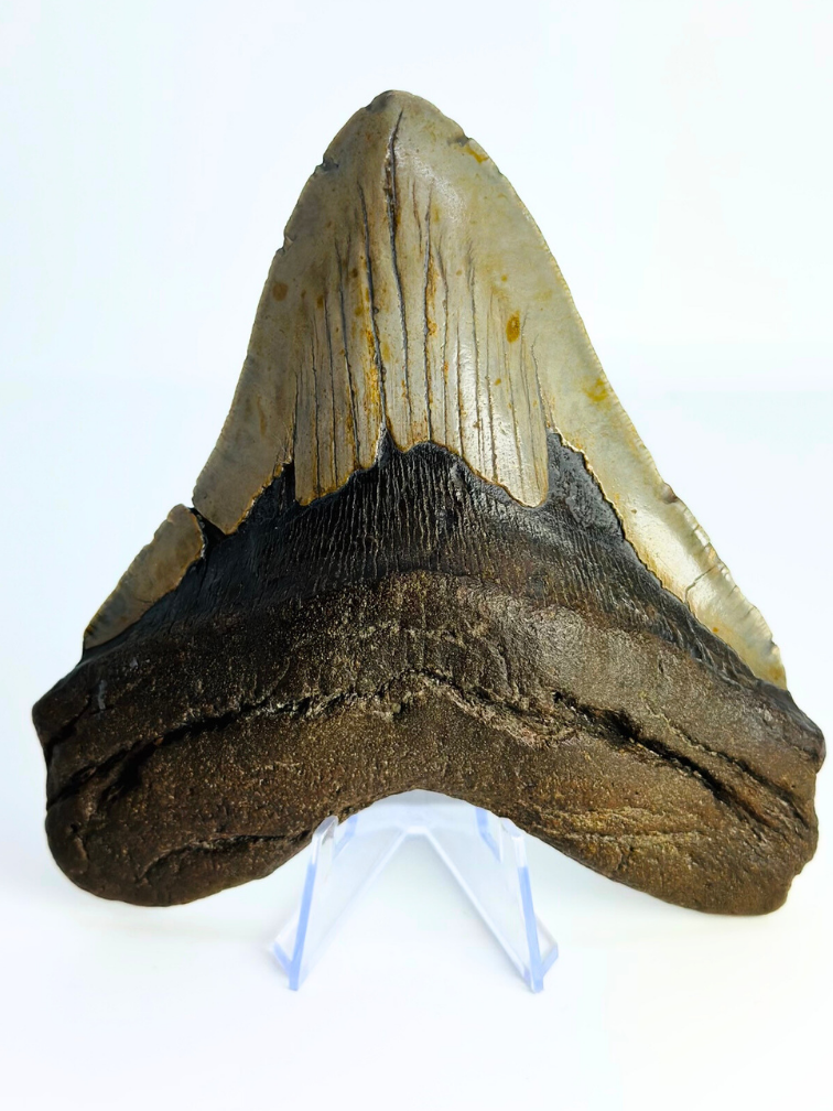 Megalodon-Zahn "Monster of Sands" (US) - 13,8 cm