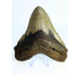 Megalodon tooth "Monster of Sands" (US) - 13,8 cm