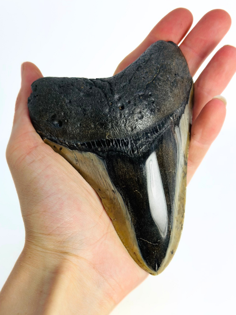 Megalodon Tand "Demon Dagger" (VS) - 12,5 cm