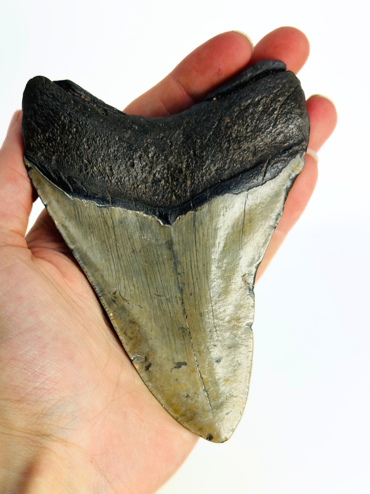 Megalodon Tooth "Demon Dagger" (US) - 12,5 cm