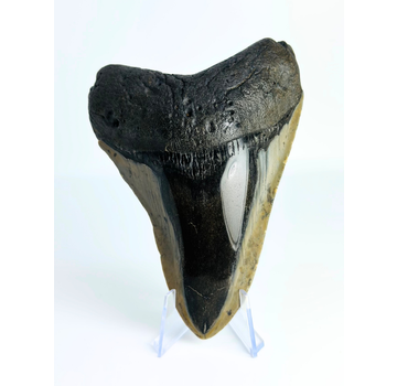 Megalodon Tand "Demon Dagger" (VS) - 12,5 cm