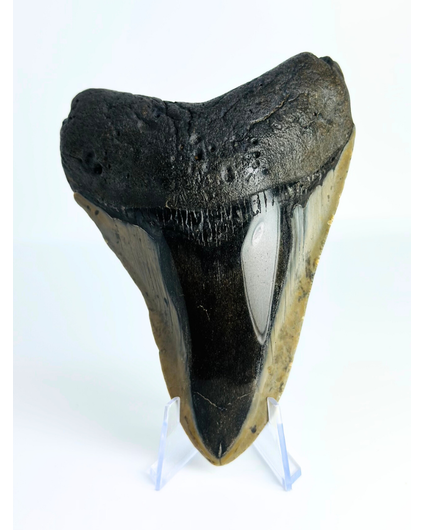 Dente di megalodonte "Demon Dagger" (USA) - 12,5 cm