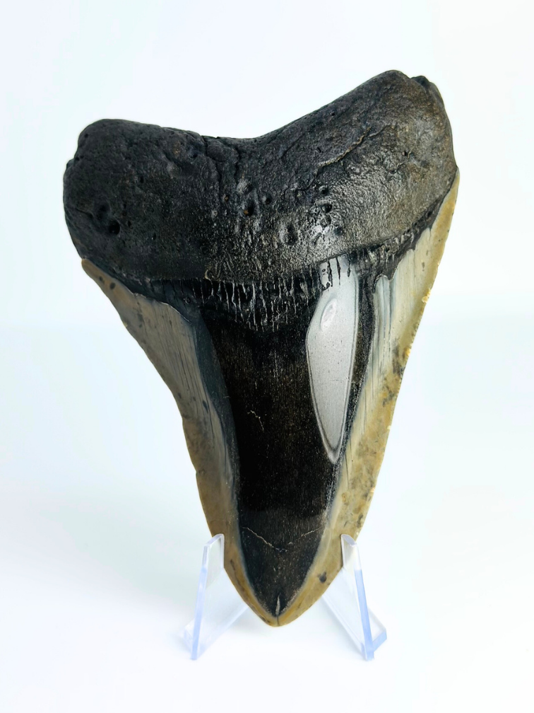 Dente di megalodonte "Demon Dagger" (USA) - 12,5 cm