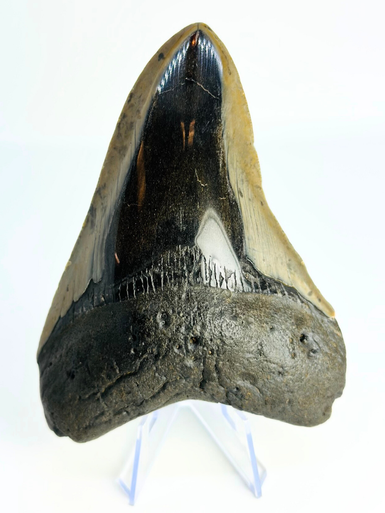 Megalodon Tand "Demon Dagger" (VS) - 12,5 cm