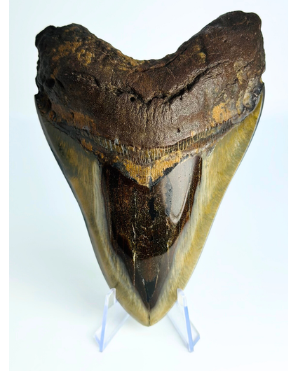Dent De Mégalodon Américaine – Fossile Authentique – Occasion