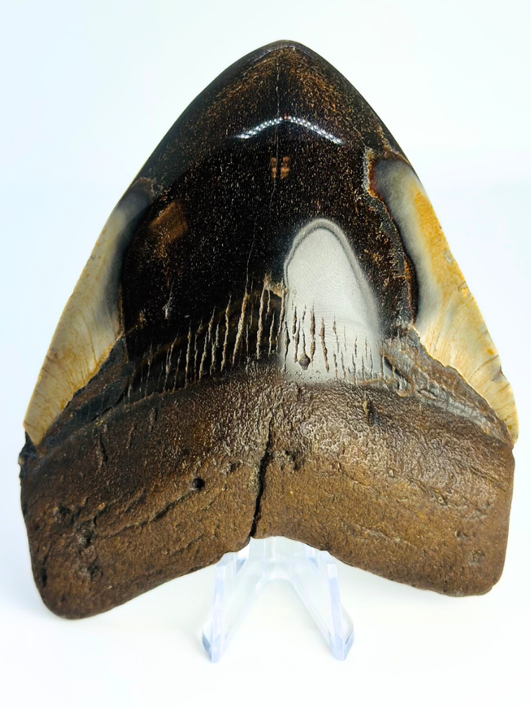 Megalodon Tand "Demon Obsession" (VS) - 10,9 cm