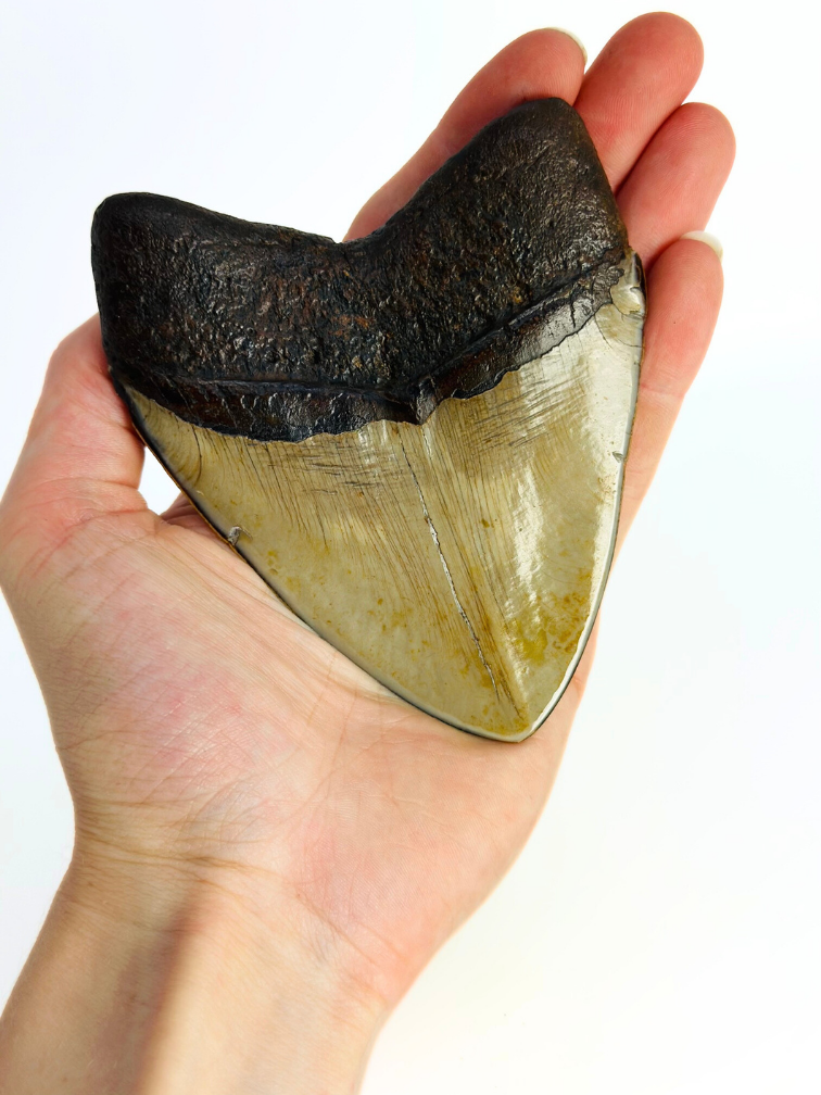 Megalodon Tand "Demon Obsession" (VS) - 10,9 cm