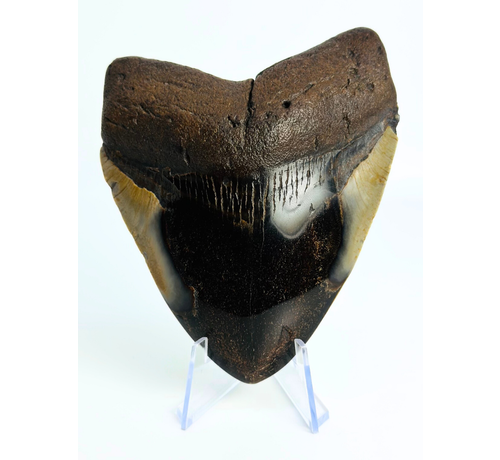 Megalodon Tand "Demon Obsession" (VS) - 10,9 cm