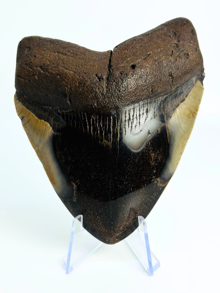 Megalodon Tand "Demon Obsession" (VS) - 10,9 cm