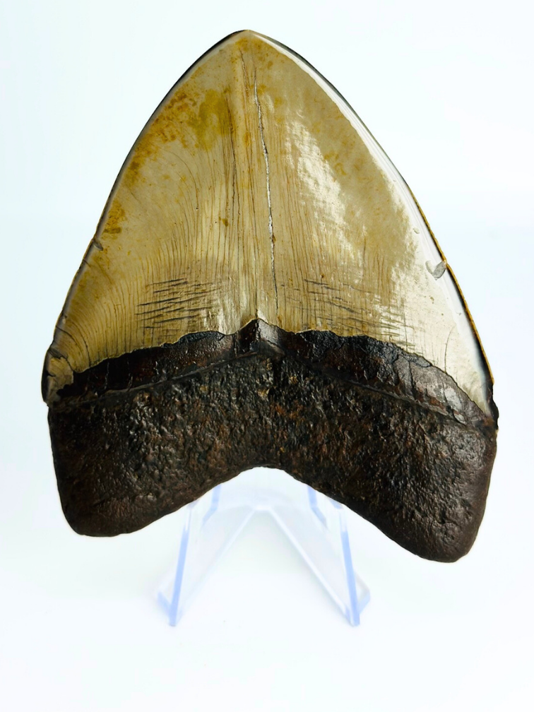 Megalodon Tand "Demon Obsession" (VS) - 10,9 cm