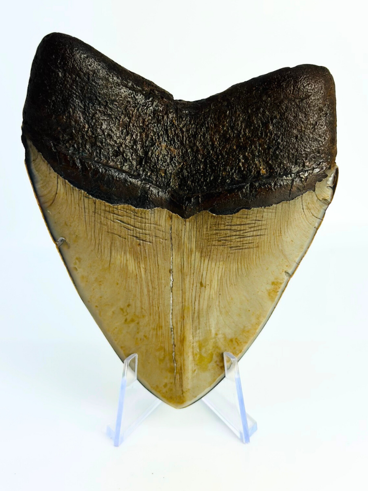 Megalodon Tand "Demon Obsession" (VS) - 10,9 cm