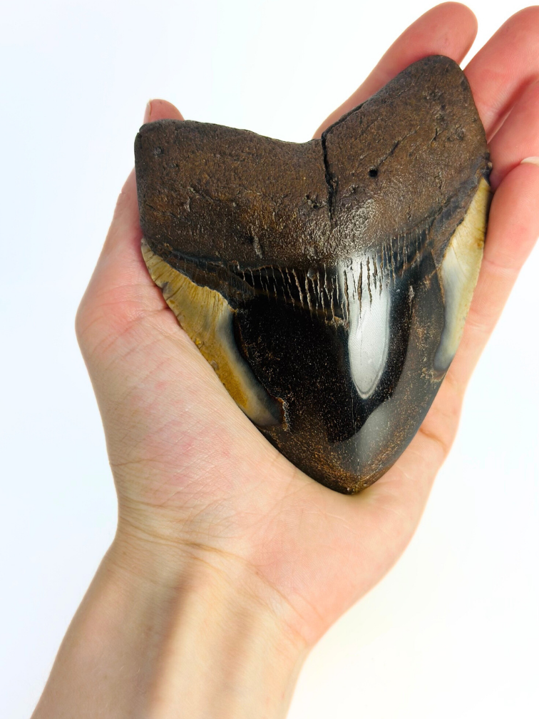 Megalodon Tand "Demon Obsession" (VS) - 10,9 cm